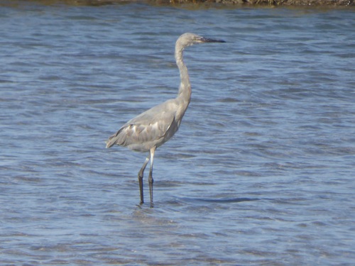 Reddish Egret