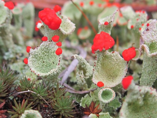 pixie cup and reindeer lichens