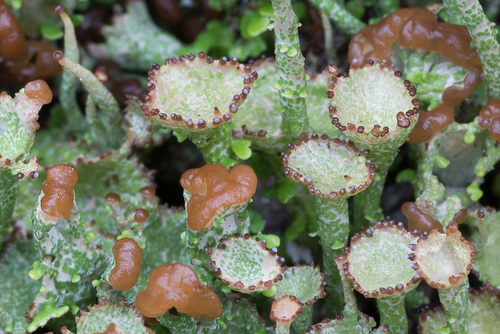 pixie cup and reindeer lichens