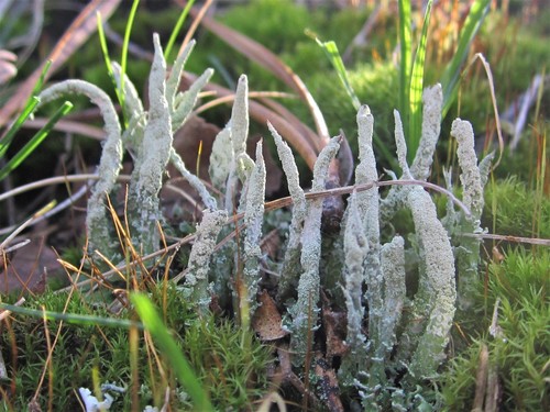 pixie cup and reindeer lichens