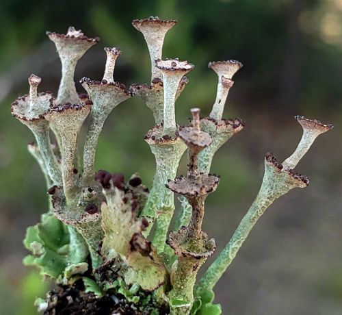 pixie cup and reindeer lichens