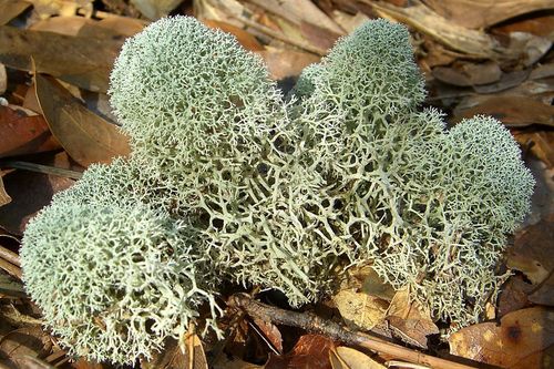 pixie cup and reindeer lichens