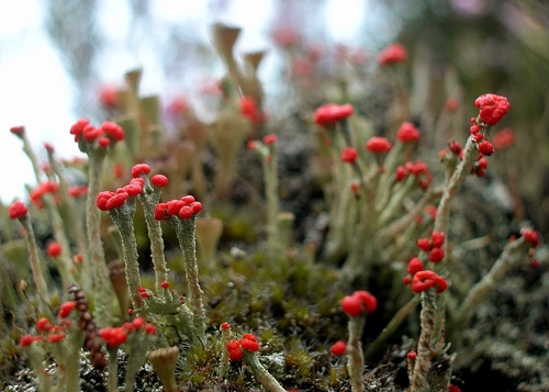 pixie cup and reindeer lichens