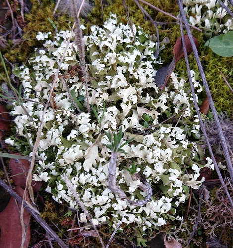 pixie cup and reindeer lichens