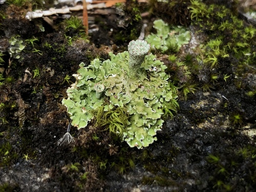 pixie cup and reindeer lichens