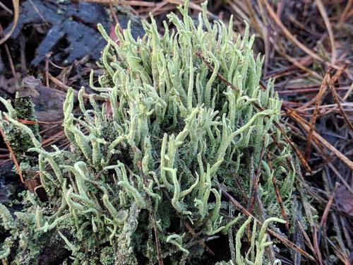 pixie cup and reindeer lichens