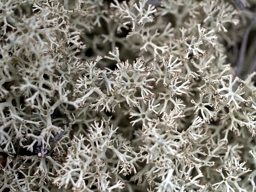 pixie cup and reindeer lichens