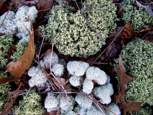 pixie cup and reindeer lichens