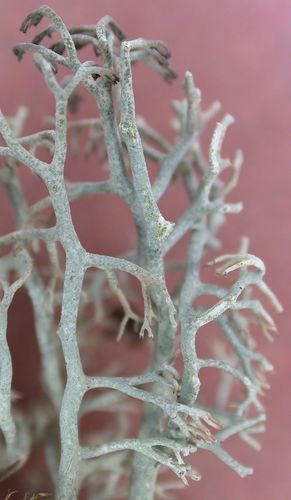 pixie cup and reindeer lichens