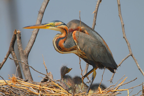 Purple Heron