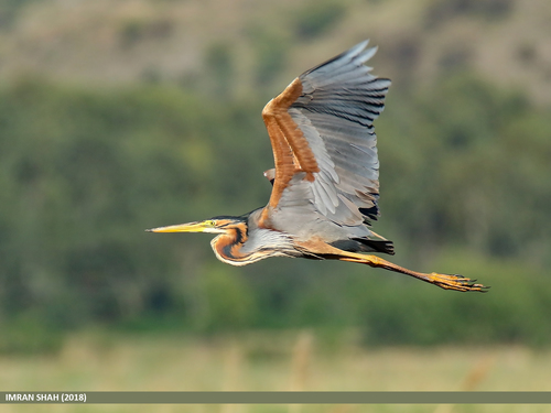Purple Heron