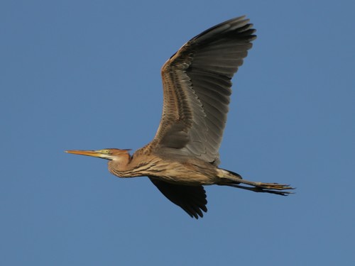 Purple Heron