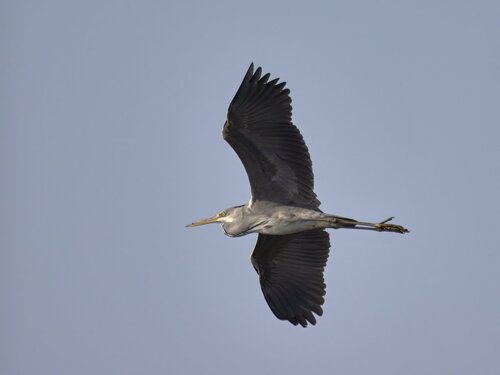 Grey Heron
