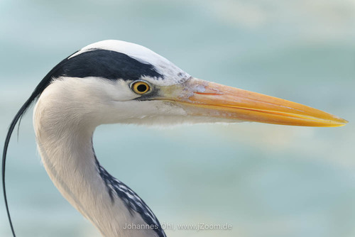 Grey Heron