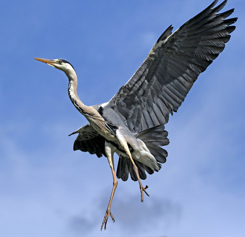 Grey Heron