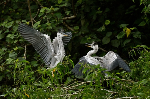 Grey Heron