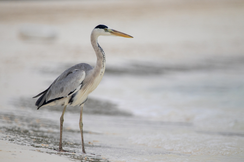 Grey Heron