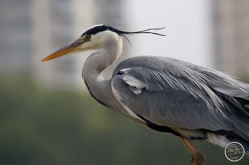 Grey Heron