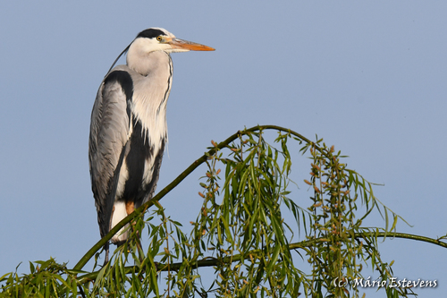 Grey Heron