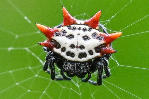 Spinybacked Orbweaver