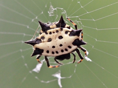 Spinybacked Orbweaver