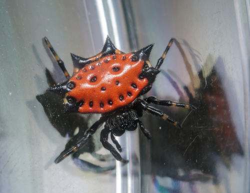 Spinybacked Orbweaver