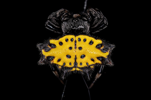 Spinybacked Orbweaver