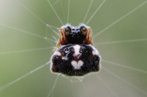 Spinybacked Orbweaver