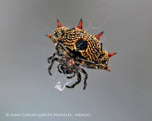 Spinybacked Orbweaver