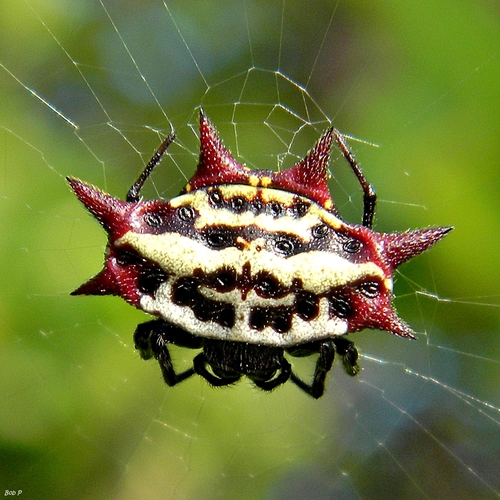 Spinybacked Orbweaver