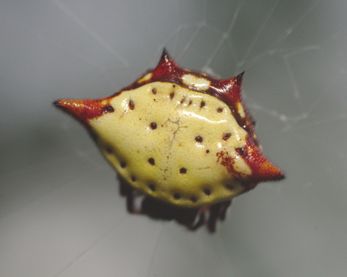 Spinybacked Orbweaver