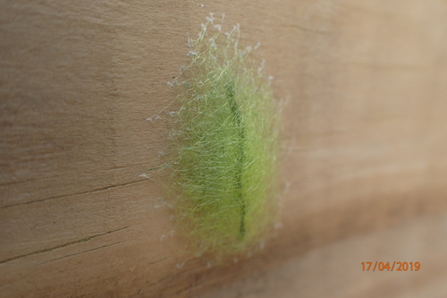Spinybacked Orbweaver