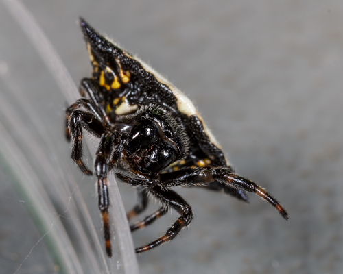 Spinybacked Orbweaver