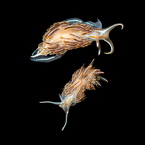 Horned Nudibranch