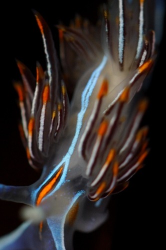 Horned Nudibranch
