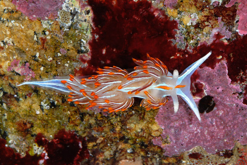 Horned Nudibranch