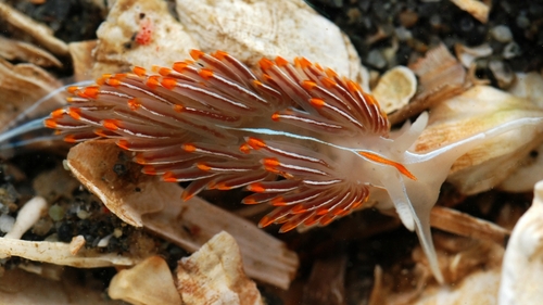 Horned Nudibranch