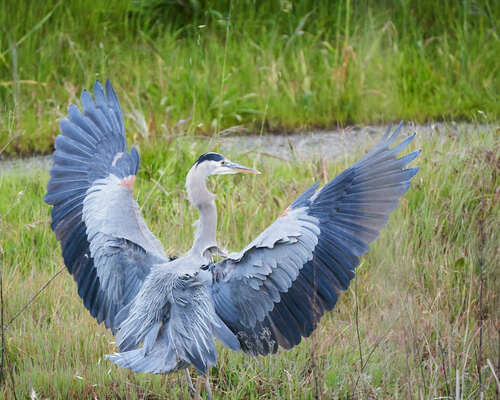 Great Blue Heron