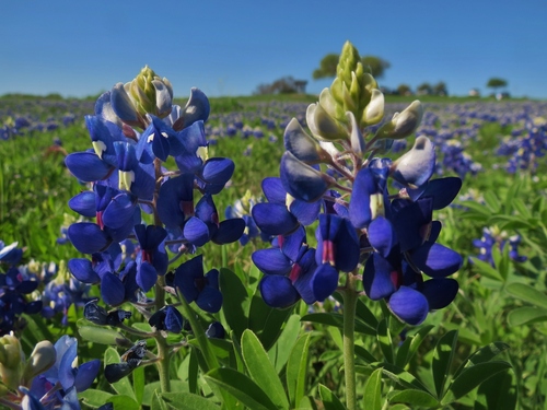 Texas bluebonnet
