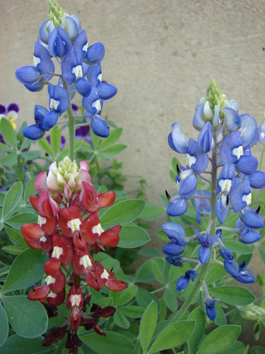 Texas bluebonnet