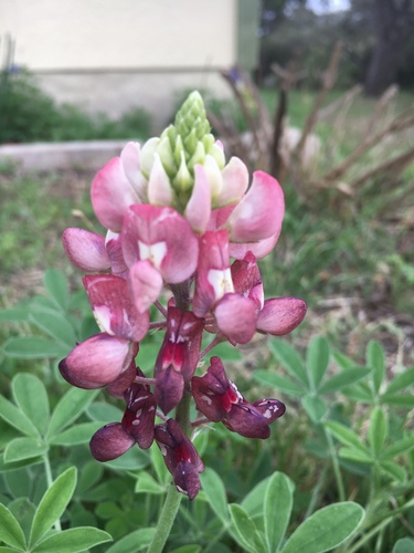 Texas bluebonnet