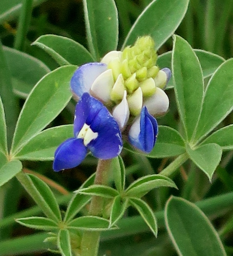 Texas bluebonnet