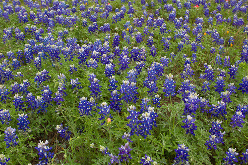 Texas bluebonnet