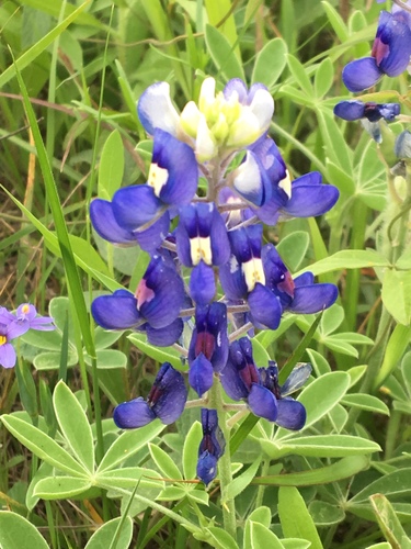 Texas bluebonnet