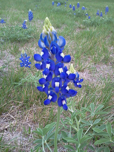 Texas bluebonnet