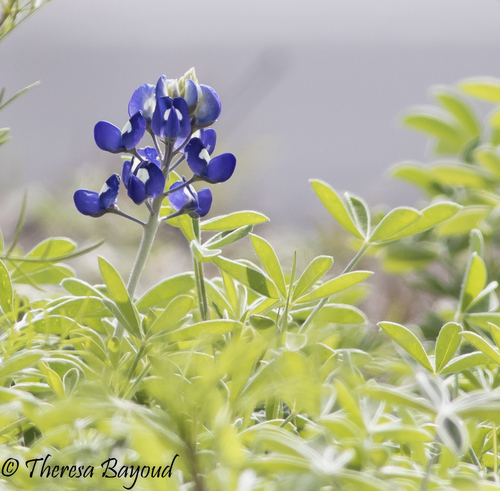 Texas bluebonnet