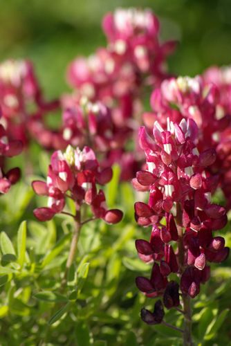 Texas bluebonnet