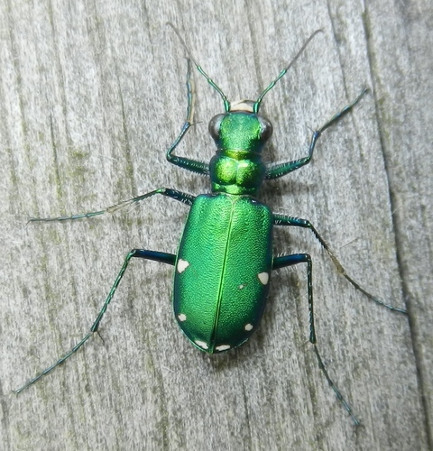 Six-spotted Tiger Beetle