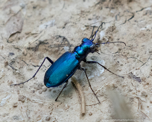 Six-spotted Tiger Beetle