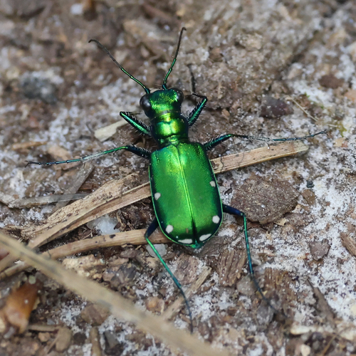 Six-spotted Tiger Beetle